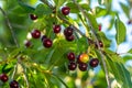 Cherries on a tree ready to harvest Royalty Free Stock Photo