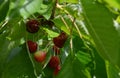 cherries on a tree Royalty Free Stock Photo