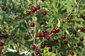 Cherries on the tree. Red ripe berries on the green leaves background. Agricultures backdrop Royalty Free Stock Photo