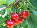 Cherries on a tree Royalty Free Stock Photo