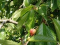 Cherries on the tree. Seasonal berries. Cherry trees. A ripe cherry. Berry harvest