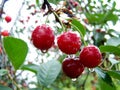 Cherries with water drops. Cherry tree of cherries. Royalty Free Stock Photo