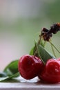 Cherries and waterdrops macro detail