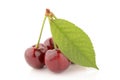 Cherries on a white background