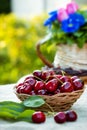 Cherries in wicker basket Royalty Free Stock Photo