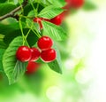 Cherry Royalty Free Stock Photo