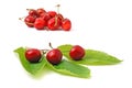 Cherry Royalty Free Stock Photo