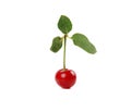 Cherry Royalty Free Stock Photo