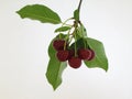 Cherry Royalty Free Stock Photo