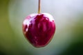 Cherry allone, green background Royalty Free Stock Photo