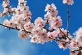 Cherry almond blossom