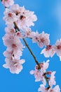 Cherry almond blossom