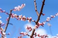 Cherry, almond or peach tree blossom and flower on background, beautiful nature.Blossom tree spring time. Royalty Free Stock Photo