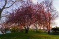 Amazing colored spring cherry blossom tree in park with green grass during sunset.