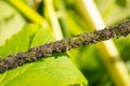 Cherry aphid Aphidoidea on the stem of a plant. Garden pests. Macro. Soft focus