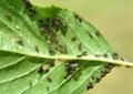Cherry aphid (Myzus cerasi) on a tree leaf Royalty Free Stock Photo