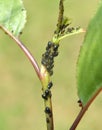 Cherry aphid (Myzus cerasi) on a tree leaf Royalty Free Stock Photo