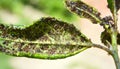 Cherry aphid (Myzus cerasi) on a tree leaf Royalty Free Stock Photo