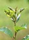 Cherry aphid (Myzus cerasi) on a tree leaf Royalty Free Stock Photo