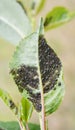 Cherry aphid (Myzus cerasi) on a tree leaf Royalty Free Stock Photo