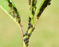Cherry aphid (Myzus cerasi) on a tree leaf Royalty Free Stock Photo