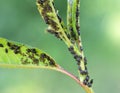 Cherry aphid (Myzus cerasi) on a tree leaf Royalty Free Stock Photo