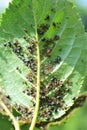 Cherry aphid (Myzus cerasi) on a tree leaf Royalty Free Stock Photo
