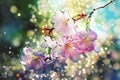 Cherry, apple blossom - Spring flower - Bokeh, lens flares, lights