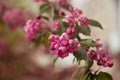 Cherry apple tree blossom. Pink flowers. Soft focus. Spring time Royalty Free Stock Photo