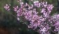 The cherry apricot branch blooms beautifully Royalty Free Stock Photo