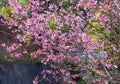 The cherry apricot branch blooms beautifully Royalty Free Stock Photo