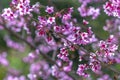 The cherry apricot branch blooms beautifully Royalty Free Stock Photo