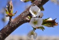 Cherry, apricot and peach tree flowers in spring. Pollination by bees of flowers on the branches Royalty Free Stock Photo