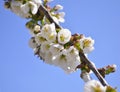 Cherry, apricot and peach tree flowers in spring. Pollination by bees of flowers on the branches