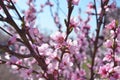 Cherry, apricot and peach tree flowers in spring. Pollination by bees of flowers on the branches Royalty Free Stock Photo