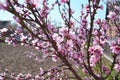 Cherry, apricot and peach tree flowers in spring. Pollination by bees of flowers on the branches Royalty Free Stock Photo
