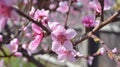 Cherry, apricot and peach tree flowers in spring. Pollination by bees of flowers on the branches