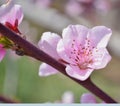 Cherry, apricot and peach tree flowers in spring. Pollination by bees of flowers on the branches Royalty Free Stock Photo