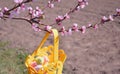 Cherry, apricot and peach tree flowers in spring. Pollination by bees of flowers on the branches Royalty Free Stock Photo