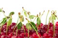 Cherry background. Bunches of ripe juicy rich shiny cherries on a white background.