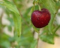 Cherry background,closed at cherry hanging on green background