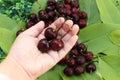 Cherry background,closed at three cherries holding in hand Royalty Free Stock Photo