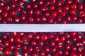 Cherry background with white ribbon. Fresh organic berries. Pile of ripe cherries