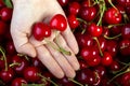 Cherry Royalty Free Stock Photo