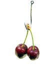 Cherry bait Royalty Free Stock Photo