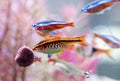 cherry barb in aquarium Royalty Free Stock Photo