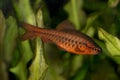 The Cherry barb Puntius titteya. Royalty Free Stock Photo