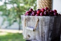 Cherry basket. cherry tree branch. fresh ripe cherries. sweet ch Royalty Free Stock Photo