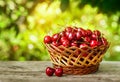 Cherry basket in sunshine garden