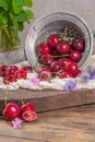 Cherry basket. Cherry tree branch. fresh ripe cherries. Sweet cherries in garden